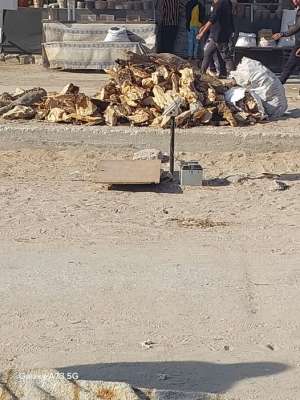  حطب زيتون